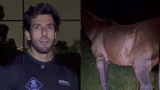 Cavalo em estado crítico é resgatado no Itaim Paulista após indícios de negligência