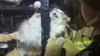 Gato fica entalado em poltrona durante consulta e mobiliza polícia e bombeiros nos EUA