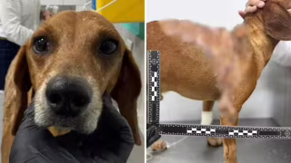 Mulher é indiciada em Goiânia após jogar líquido quente em cão comunitário