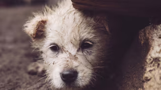 STF derruba lei de MG que exigia canais de denúncia de maus-tratos em rótulos de produtos para pets