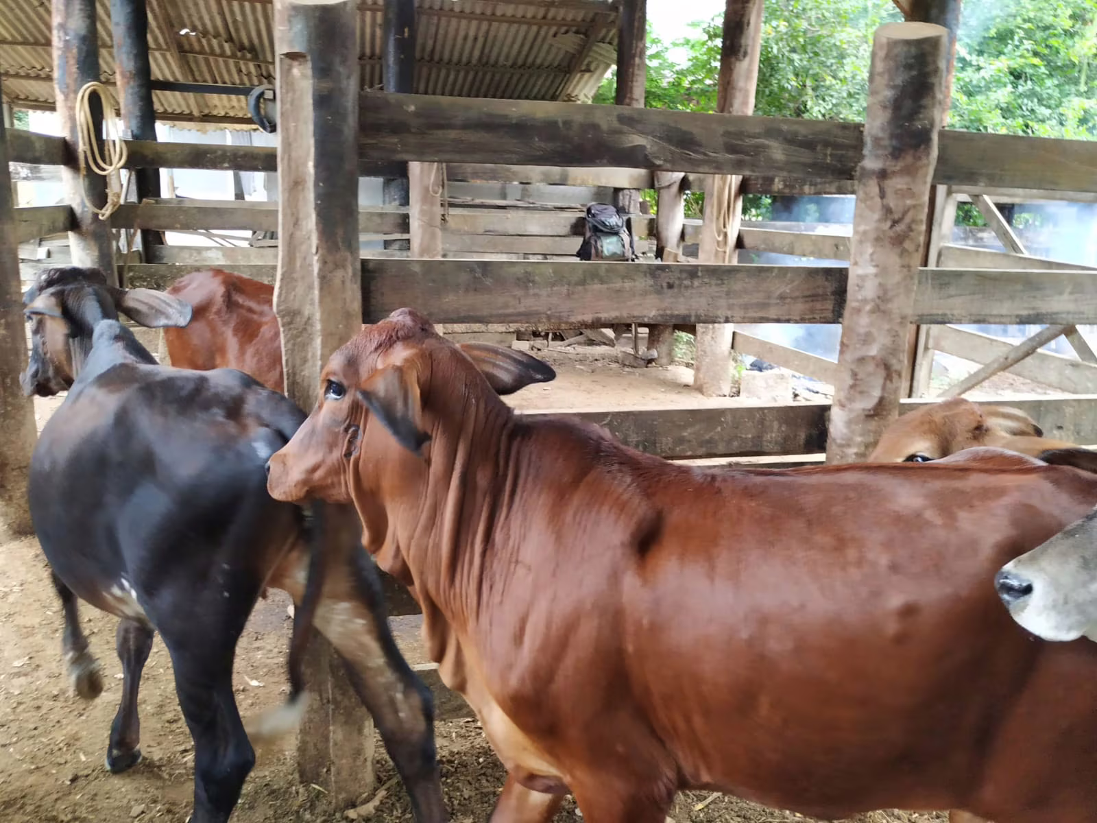 Fwd: BELO ORIENTE I Sugestão de Pauta I Belo Oriente realiza campanha de vacinação contra brucelose bovina