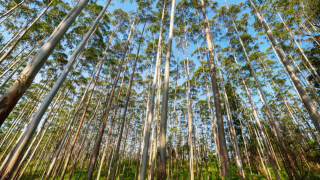 Mulher é assaltada e amarrada em área de eucaliptos na BR-040, em MG