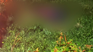 Homem é morto a tiros após tentar fugir em área de vegetação na região do Vale do Aço