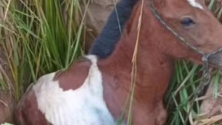 Cavalo cai em bueiro e é resgatado pelo Corpo de Bombeiros em Timóteo