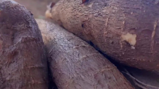 Projeto Raiz Viva aposta na mandioca para inovar beneficiamento mineral em Minas