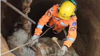 Vaca cai em cisterna de 3 metros e é resgatada pelos bombeiros em Caratinga