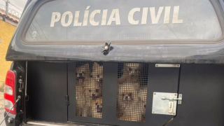 PCMG diz que 26 cães resgatados em BH não sofreram maus-tratos e local não era canil clandestino