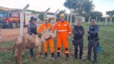 Jumento cai em bueiro e é resgatado em frente a presídio em MG