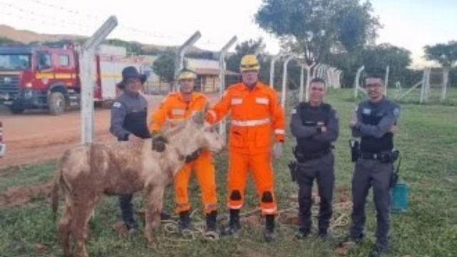 Jumento cai em bueiro e é resgatado em frente a presídio em MG