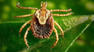 Morte de jovem em Antônio Dias é confirmada como febre maculosa e acende alerta no Vale do Aço