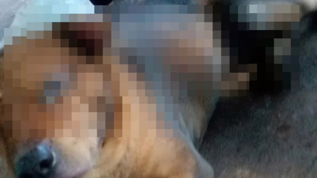 Homem é preso em flagrante suspeito de atear fogo em cachorro com gasolina em Aparecida de Goiânia