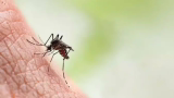 Quase metade das cidades de MG tem infestação preocupante do Aedes Aegypti, aponta LIRAa 2026
