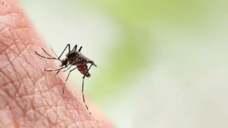 Quase metade das cidades de MG tem infestação preocupante do Aedes Aegypti, aponta LIRAa 2026