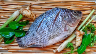 MG retira benefício tributário da tilápia importada e eleva imposto para proteger produção local