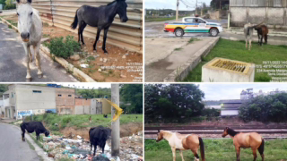 Justiça dá 90 dias para cidade de MG intensificar apreensão e manejo de cavalos soltos nas ruas