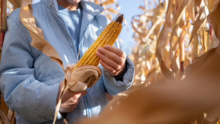 Exportações do Brasil ao Golfo caem 31% em março com guerra no Irã e tensão no Estreito de Hormuz