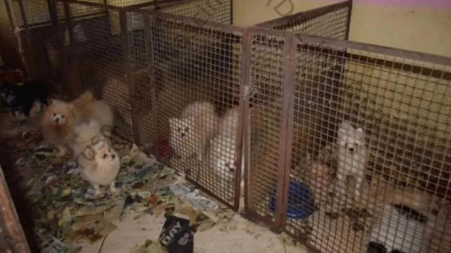 Justiça de SP condena dois por maus-tratos a 138 animais em canil clandestino de Limeira