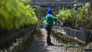 Fazenda-laboratório e Casa de Farinha impulsionam bioeconomia no Pará