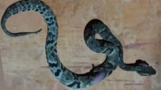 PM socorre menino de 11 anos picado por jararaca em área rural de Capelinha