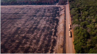 Estudo de 22 anos na Amazônia descarta savanização após secas e queimadas em MT