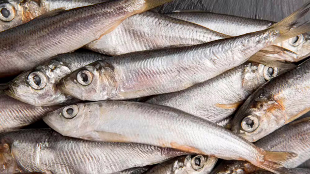 Anvisa manda recolher lote de sardinha congelada após detecção de Salmonella