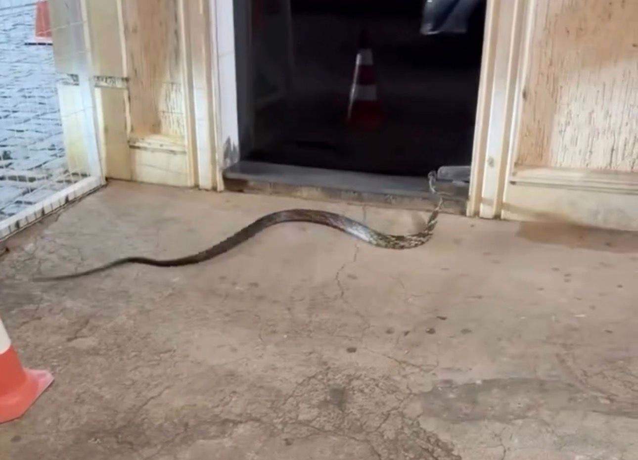 A cobra causou muito susto