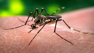 Anvisa autoriza produção nacional da vacina contra chikungunya pelo Butantan; medida pode reduzir preço