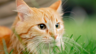 TJMG condena clínica veterinária por diagnóstico errado de leucemia em gato; danos morais são reduzidos