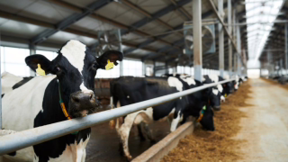 TJMG manda Cemig indenizar produtor rural após 35 horas sem energia
