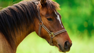 TJMG determina semiliberdade a adolescente por maus-tratos a cavalo