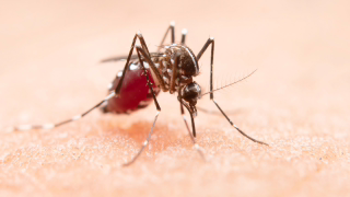 Mortes por dengue em MG sobem 28% em uma semana e chegam a 18