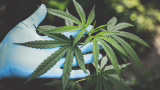Anvisa flexibiliza prescrição de cannabis com baixo THC e autoriza cultivo para exportação