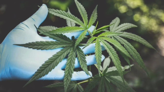 Anvisa flexibiliza prescrição de cannabis com baixo THC e autoriza cultivo para exportação