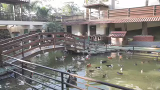 Operação do MPMG resgata mais de 160 animais e prende responsável por local em Ribeirão das Neves