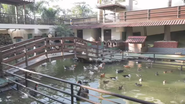 Operação do MPMG resgata mais de 160 animais e prende responsável por local em Ribeirão das Neves