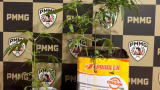 PM apreende cinco plantas semelhantes à Cannabis após diligências em rua de Caratinga