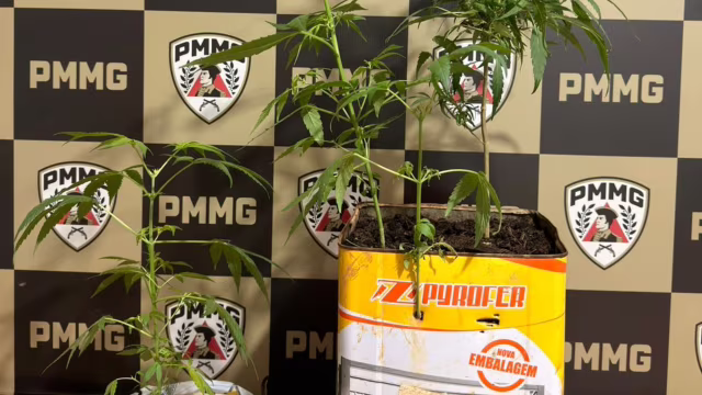 PM apreende cinco plantas semelhantes à Cannabis após diligências em rua de Caratinga