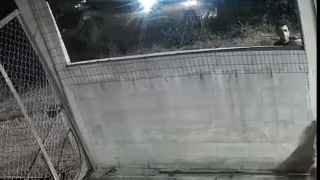 Casa é invadida em Inhapim e armas de fogo são furtadas; quatro suspeitos são citados