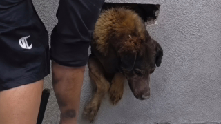 Cadela é resgatada após ficar presa em parede concretada por cerca de dez dias no Paraná