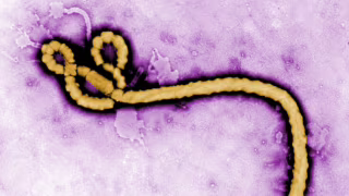 OMS declara emergência por surtos de ebola no Congo e em Uganda; mortes suspeitas chegam a 139
