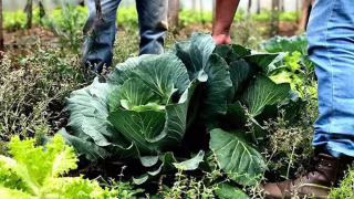 Edital abre manifestação de interesse para municípios executarem PAA em 2026