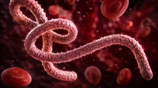 Saúde de SP reforça protocolo para suspeitas de ebola; risco de chegada ao Brasil é muito baixo