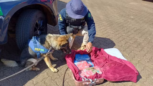 PRF apreende mais de 9 kg de maconha em ônibus na BR-365 e prende jovem em Uberlândia