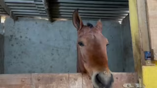MP-SP processa fabricante de ração após morte de centenas de cavalos e pede R$ 10 milhões de indenização