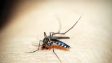 SES-MG investiga morte suspeita por dengue em Bom Jesus do Galho