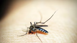 SES-MG investiga morte suspeita por dengue em Bom Jesus do Galho