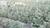 Polícia localiza plantação de maconha e prende três homens em Virgem da Lapa