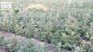 Polícia localiza plantação de maconha e prende três homens em Virgem da Lapa