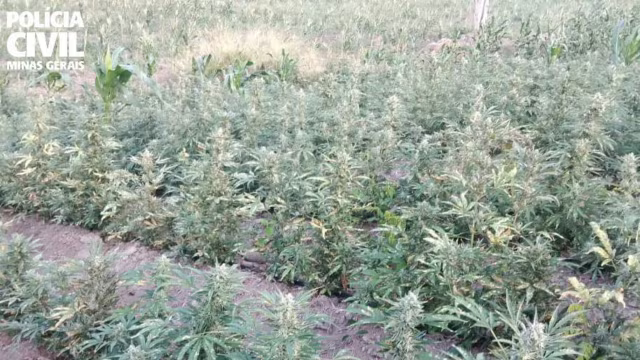 Polícia localiza plantação de maconha e prende três homens em Virgem da Lapa