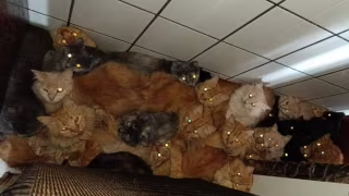 Inquérito apura suspeita de maus-tratos após mais de 400 gatos serem achados em apartamento em Concórdia